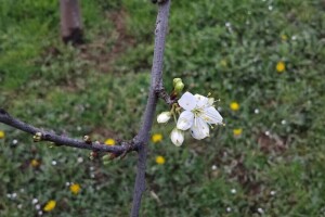 Mogu li aminokiseline pomoći u zaštiti od mraza?