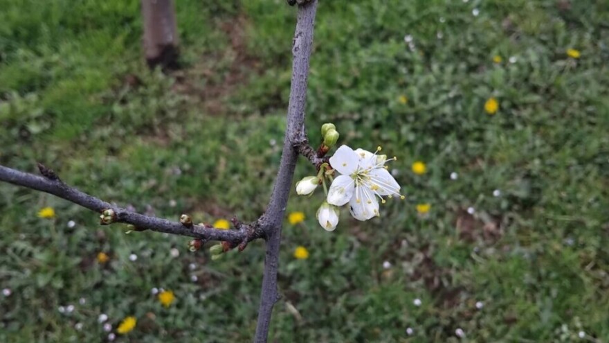 Mogu li aminokiseline pomoći u zaštiti od mraza?