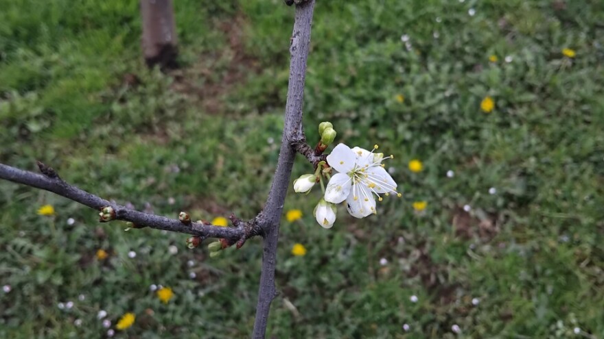 Mogu li aminokiseline pomoći u zaštiti od mraza?