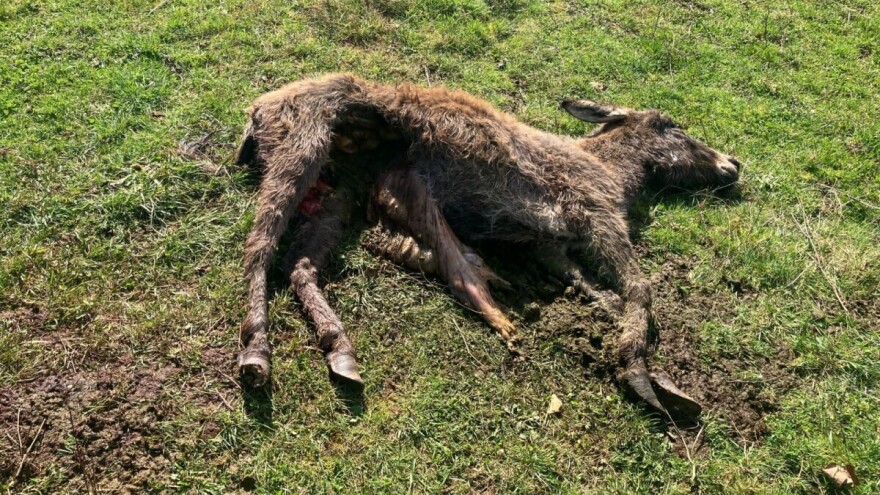 Oprez, uznemirujuće fotografije! Vukovi rastrgali čak šest magaraca