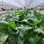 TOP 7 savjeta za uzgoj i održavanje zdravih presadnica povrća