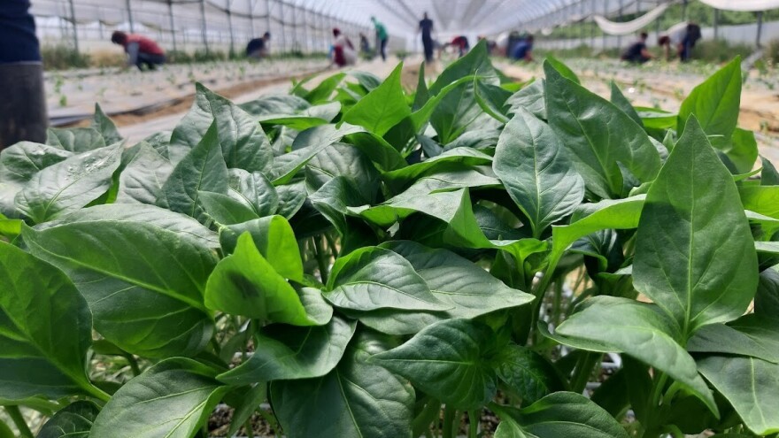 TOP 7 savjeta za uzgoj i održavanje zdravih presadnica povrća