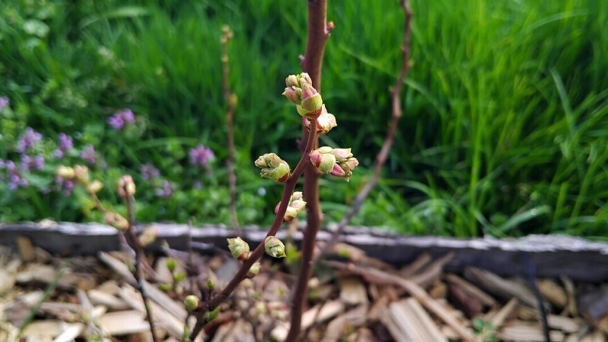 I borovnice počele s cvjetanjem, vrijeme je za prihranu