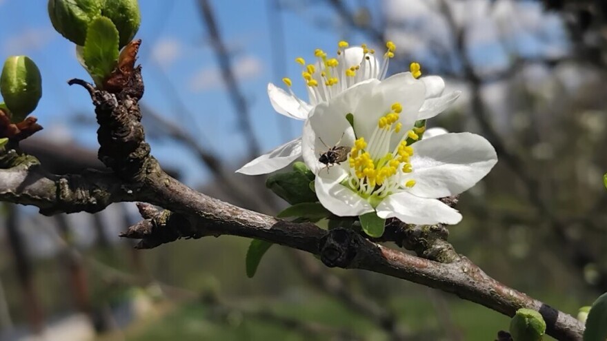 Spremite se za napad šljivinih osica
