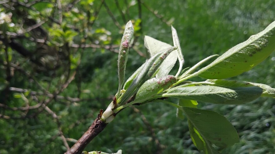 U borbi prtiv grinja i ušiju mogu pomoći bijeli luk i ljuti začini