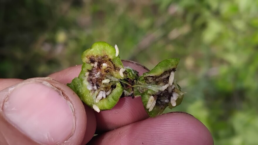 I ove godine registrovan napad šiškarice krušaka - kako ih prepoznati?