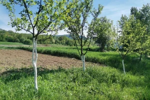 Stiže snijeg na izbujalu vegetaciju, moguća oštećenja povrtlarskih i voćarskih kultura