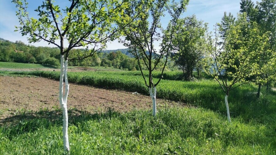 Stiže snijeg na izbujalu vegetaciju, moguća oštećenja povrtlarskih i voćarskih kultura