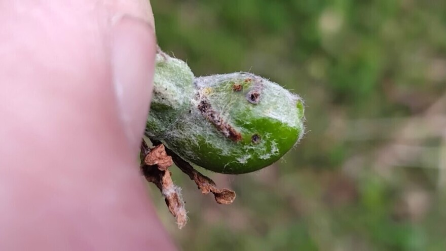 Zabeleženi simptomi napada osice jabuka: Sada je ključan tretman zaštite