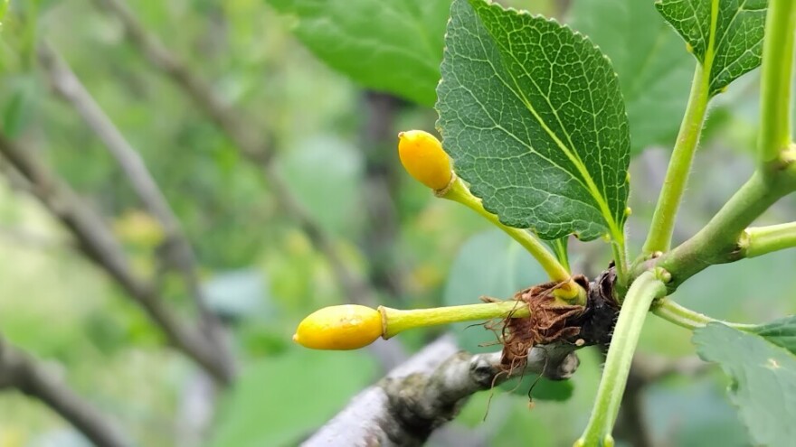 Ključni dani za voće: Hoće li plodovi izdržati, kako će se hladnoća odraziti na rodnost?