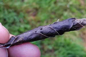 Cigaraš se ove godine mnogo ranije pojavio: Kako ga suzbiti?