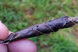 Cigaraš se ove godine mnogo ranije pojavio: Kako ga suzbiti?