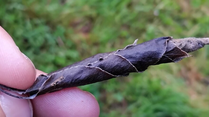 Cigaraš se ove godine mnogo ranije pojavio: Kako ga suzbiti?