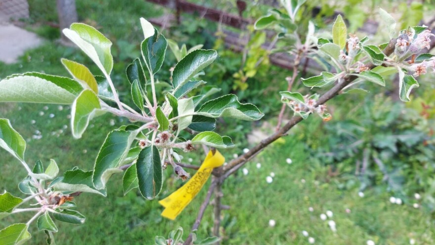 Cvatnja jabuke je završila - sada joj je potrebna kompletna zaštita
