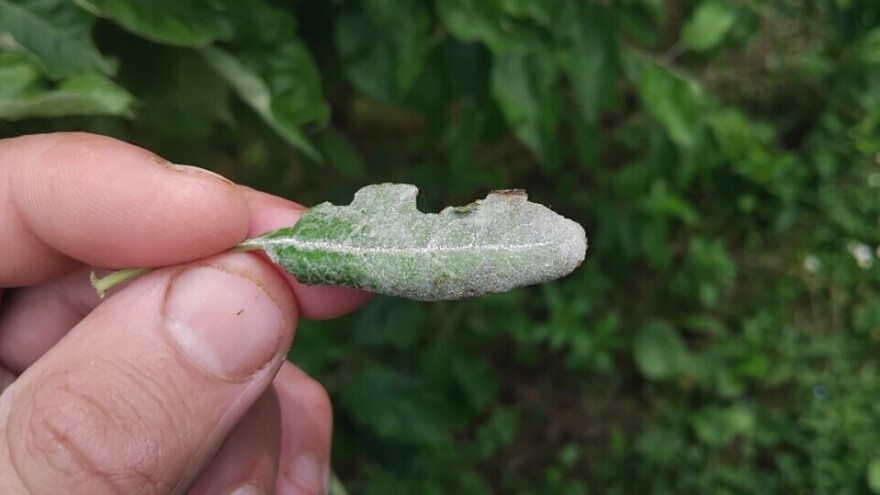 Pepelnica već napada jabuke: Držite je pod kontrolom, pomaže i beli luk