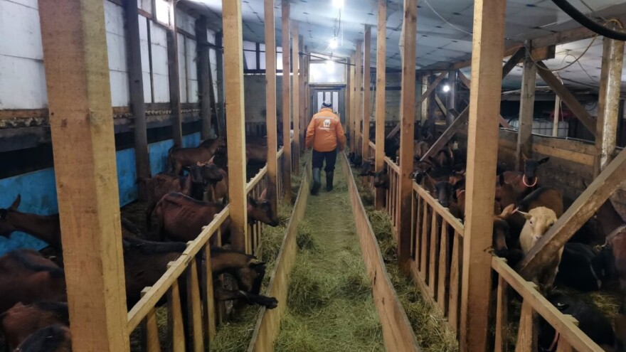 Problematika koju zakon ne poznaje "odnijela" 150 grla koza