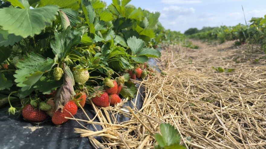 Prosječne proizvođačke cijene poljoprivrednih proizvoda porasle za 36 posto od 2020.