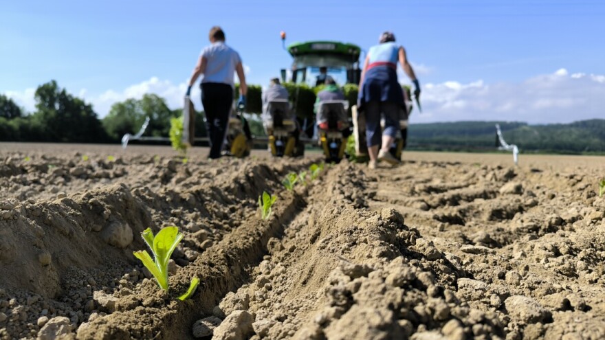 Uzgoj duhana izazovan, ali isplativ. Kako ga zaštititi od stresova?