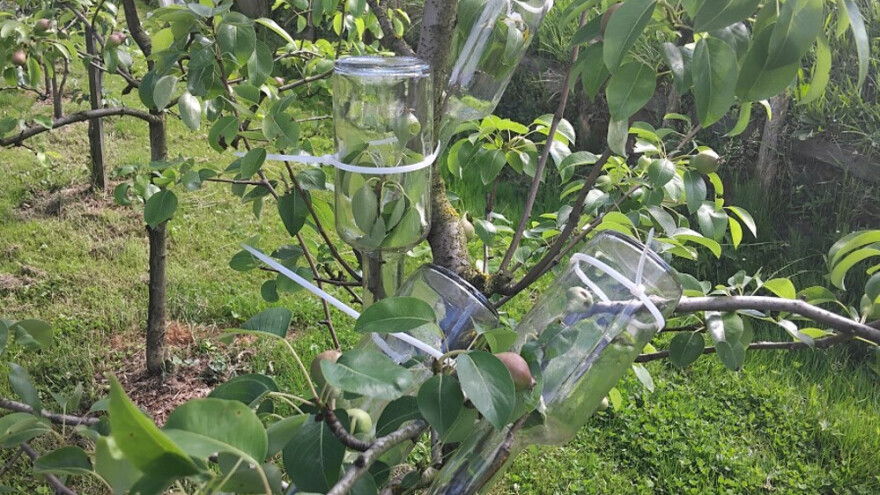 Bit će rakije s kruškom u boci: Ilijina putuje do Njemačke, "po dobroj cijeni"