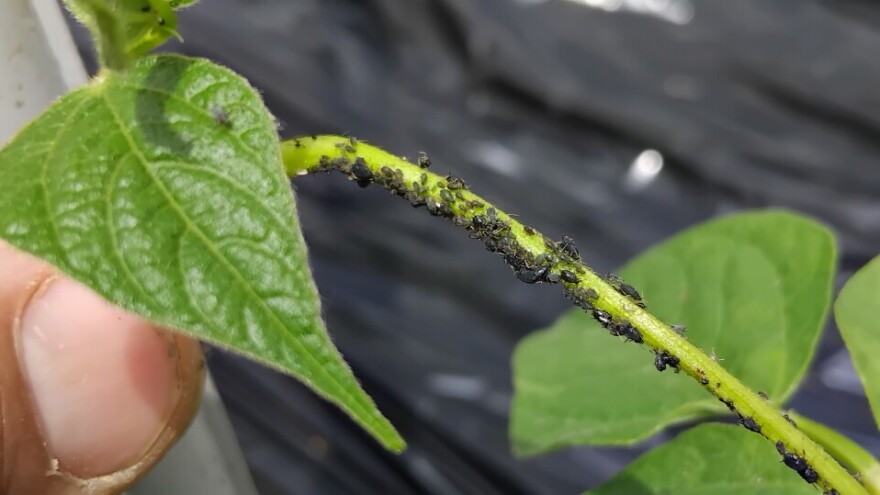 Lisne vaši mahuna: Kako ih se riješiti?