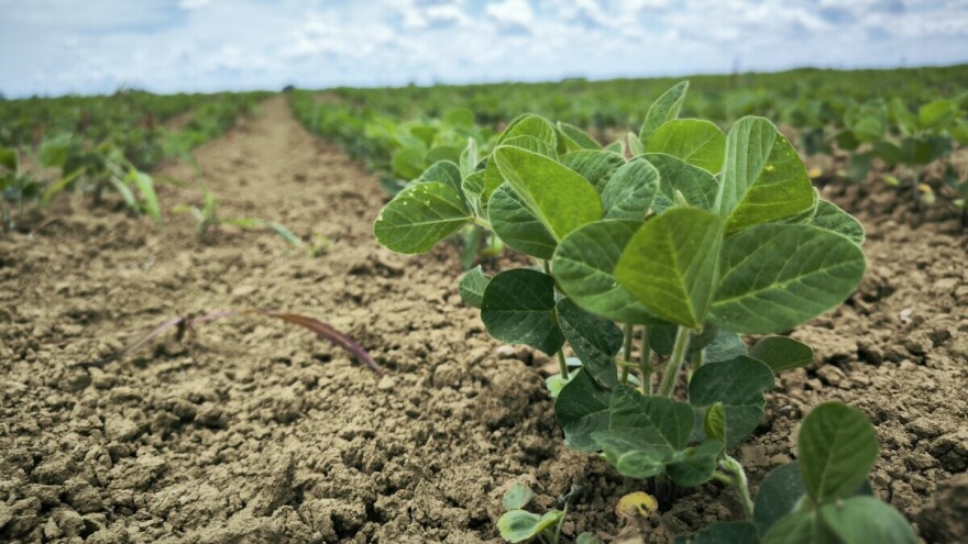 Kakvo je trenutno stanje soje i koje mjere primijeniti?