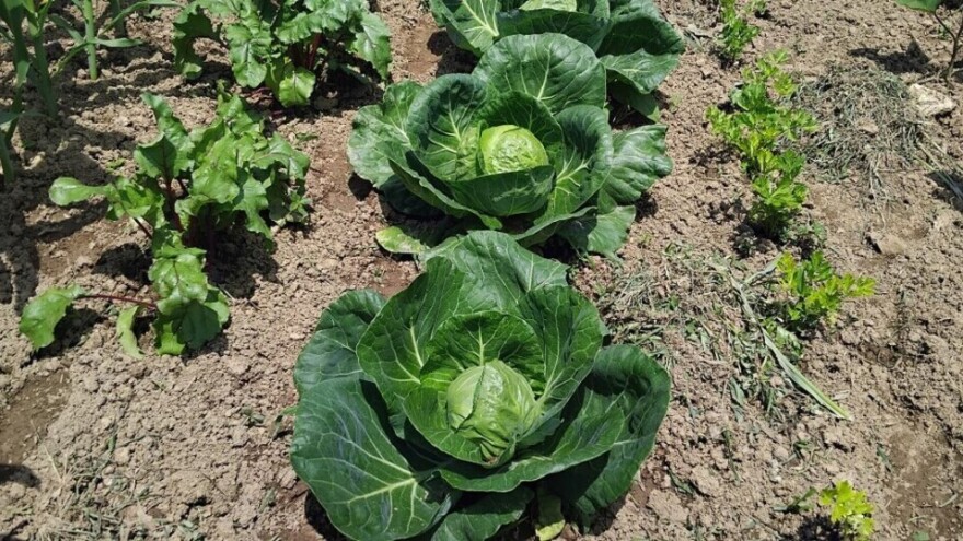 Kupus bez kemije? Da, moguće je!