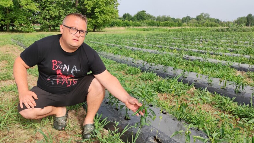 Hudi kokot - ime koje sve govori, Marijeve ljute papričice sve traženije