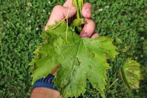 Protiv grinje šiškarice vinove loze pomažu alge i piretrini