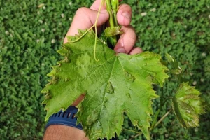 Protiv grinje šiškarice vinove loze pomažu alge i piretrini