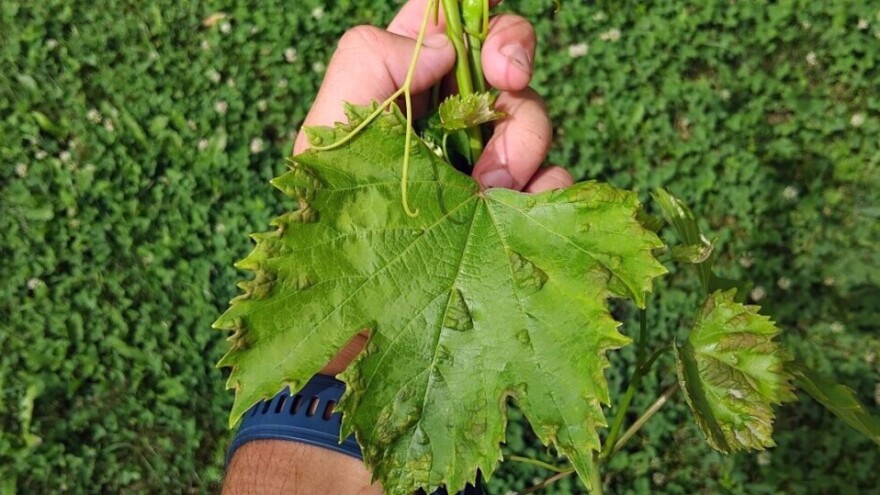 Protiv grinje šiškarice vinove loze pomažu alge i piretrini