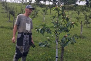 Dvogodišnje dunje rodile, vrijeme je za navodnjavanje - plan je Steve Topića
