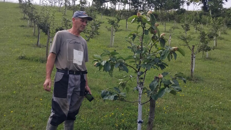 Dvogodišnje dunje rodile, vrijeme je za navodnjavanje - plan je Steve Topića