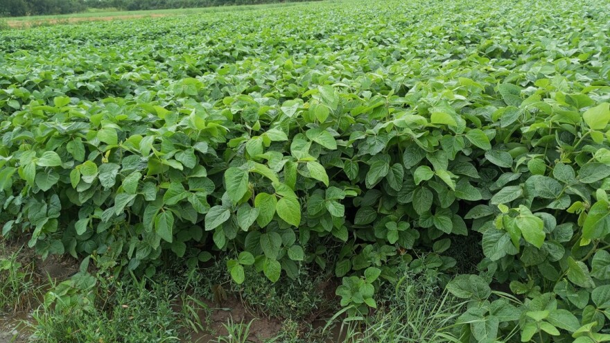 Soja teško podnosi vrućinu i sušu: Šta proizvođači mogu da urade?