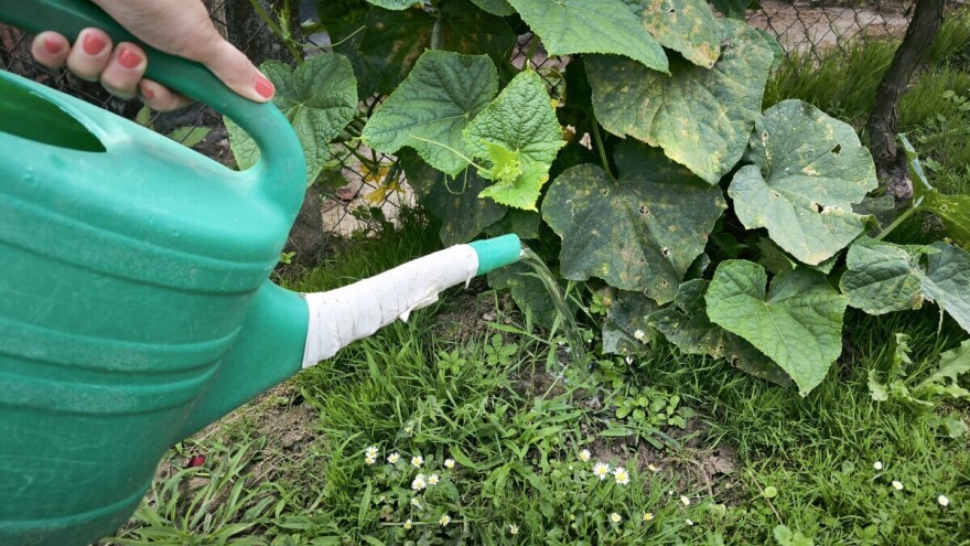 Kada je najbolje zalivati biljke tokom vrućina?