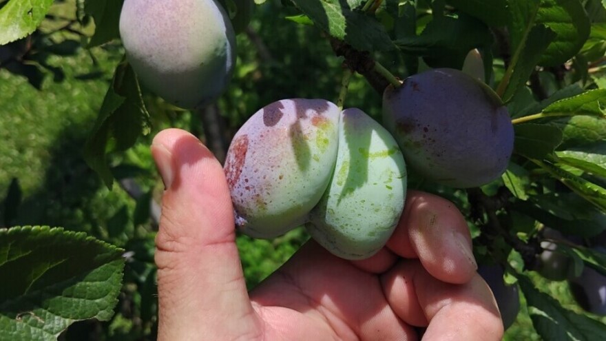 Nikad ranija berba voća: Letnju rezidbu ne obavljajte,  trule plodove uklonite