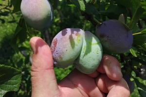 Nikad ranija berba voća: Ljetnu rezidbu ne radite,  trule plodove uklonite