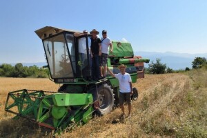 Obavljena prva žetva zobi kod Sinja, sav urod doniran alkarskoj ergeli