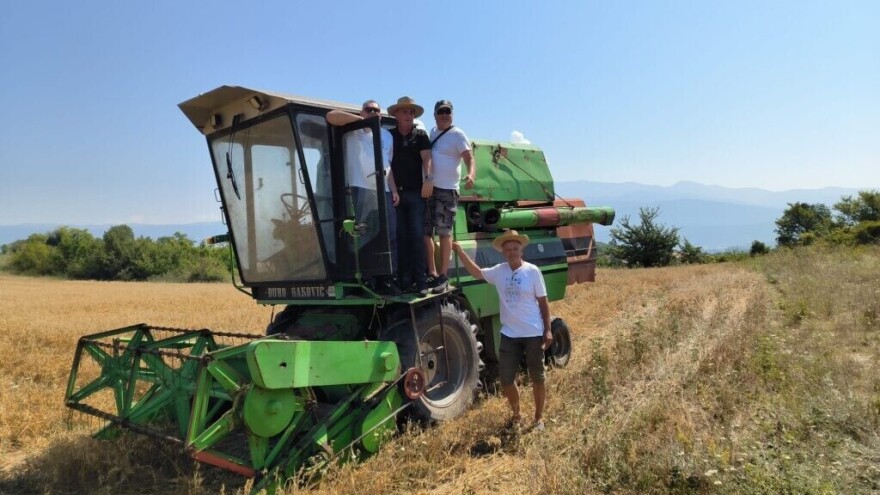 Obavljena prva žetva zobi kod Sinja, sav urod doniran alkarskoj ergeli
