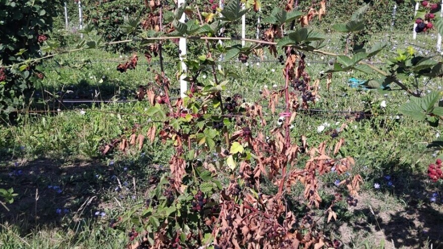 U toku je berba kupina: Ima štete od pegavosti izdanaka