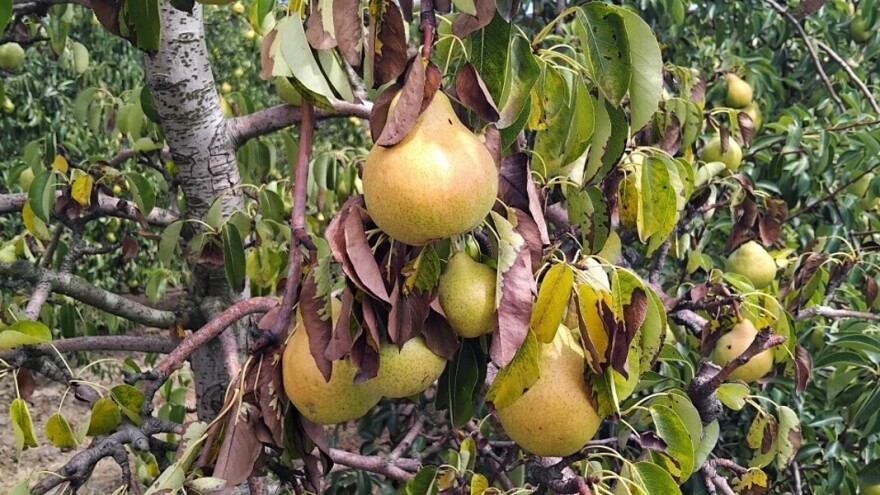 Suša i vruć vetar uzimaju danak: Voda se povlači iz plodova, trpeće i "vesele mašine"