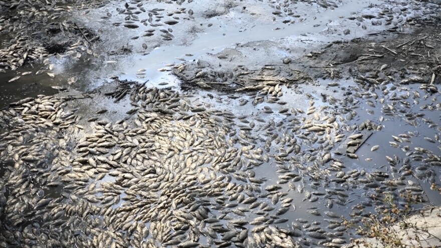 Uginulo gotovo sedam tona ribe, širi se nesnosni smrad