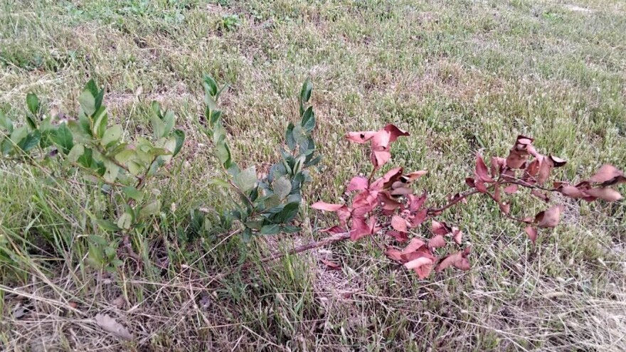 Spasite borovnicu od plamenjače u nekoliko koraka