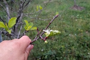 Voćke ponovo cvjetaju, evo preporuka što učiniti u takvim nasadima