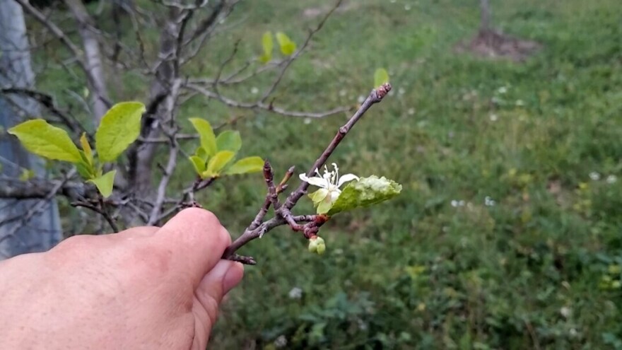 Voćke ponovo cvjetaju, evo preporuka što učiniti u takvim nasadima