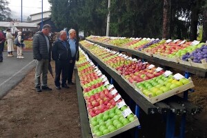 Dani voća: Kažu nema boljeg od onog na obroncima Kozare
