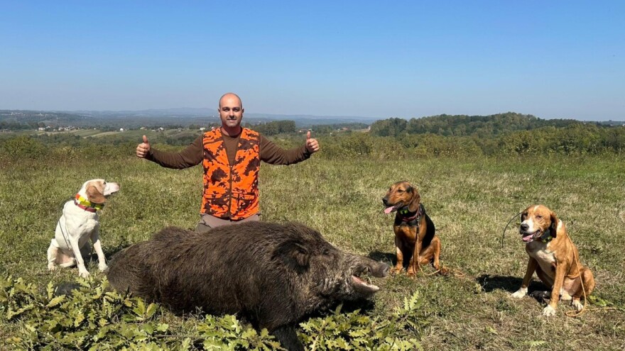 Na Duškovom nišanu pao vepar kapitalac od 192 kilograma