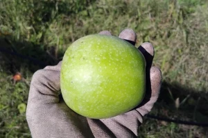 Zašto treba gajiti Greni Smit jabuku, koja ima i svoj klon?