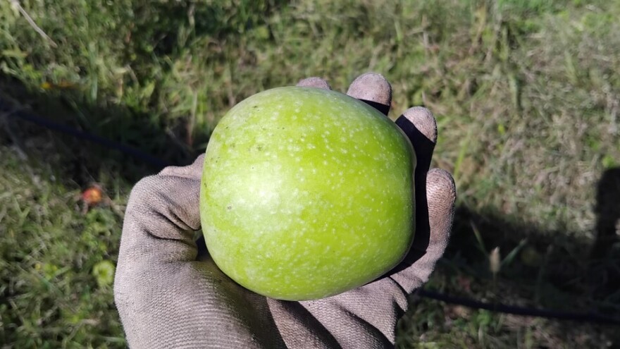 Zašto treba gajiti Greni Smit jabuku, koja ima i svoj klon?