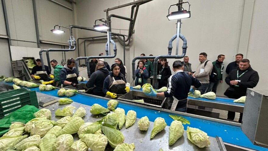 Jeste li čuli za špicasti kupus? U zapadnoj Europi je sve traženiji