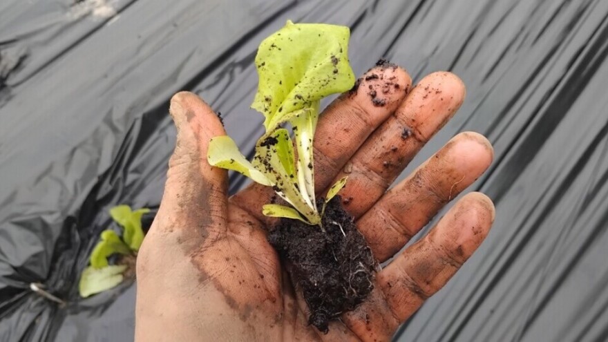 Sadnja salate u plasteniku - na šta obratiti pažnju?